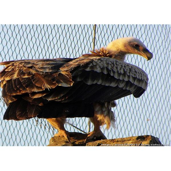 Flexible Stainless Steel Wire Rope Mesh 304L 5mm Aviary Bird Mesh Balustrade