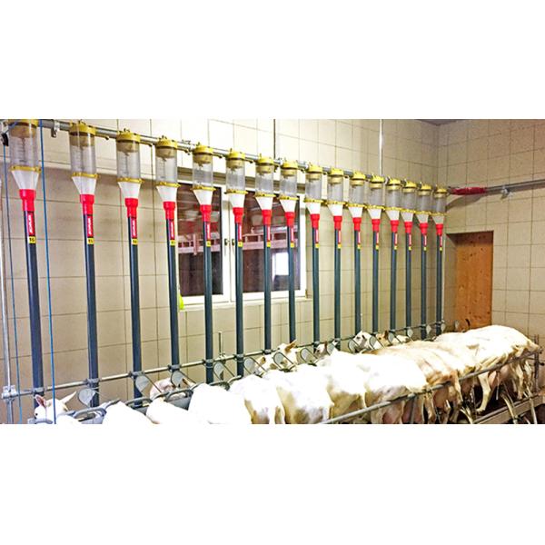 Aluminum Alloy Window Prefab Steel Construction Agricultural Building for Cattle Barn