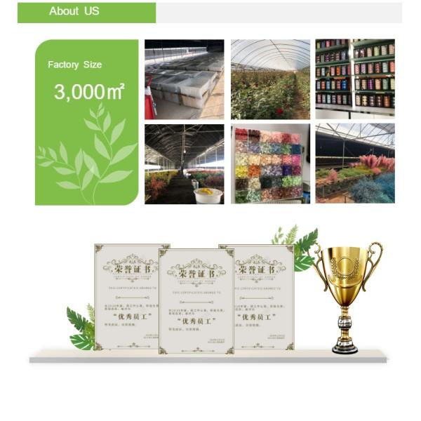 Elegant Preserved Flowers In A Box Perfect Gift For Mothers Day V - Day