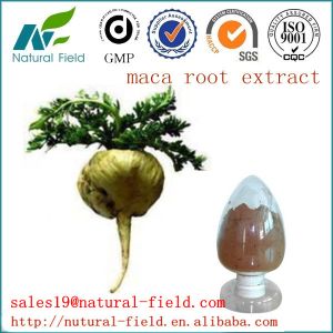 Cheap Top quality maca extract with factory price wholesale