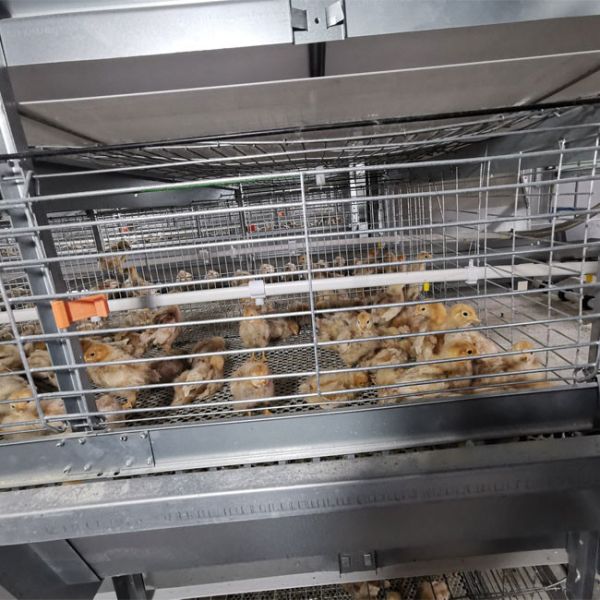 Automatic H Type Battery Cage Poultry Drinking System
