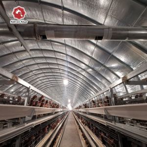 Cheap Hot Dip Galvanized H Type Automatic Layer Chicken Cage System wholesale