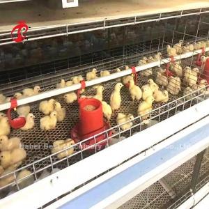 Cheap 96 Birds A Type 1-12 Weeks Chick Brooder Cage In Chicken Farm Doris wholesale