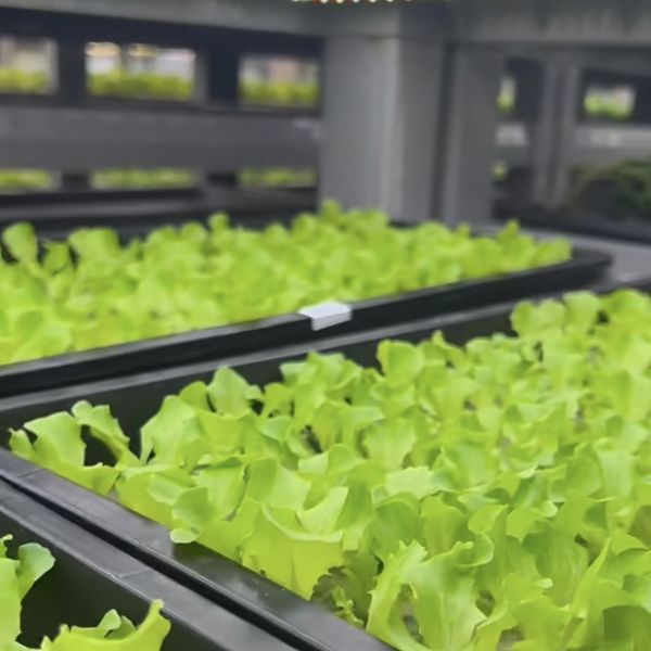 Steel Container Greenhouse for Vegetable Boost Your Vegetable Production