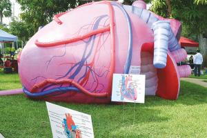 Cheap Inflatable Human Organs Giant Brain Heart Lungs For Teaching Medical Activities Display wholesale