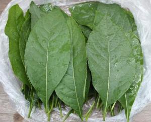 Cheap Vernonia amygdalina Del dried leaf anti-tumor organic herbal medicine for cancer wholesale