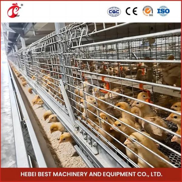 Poultry Farm Battery Baby Chick Brooder Cage For Sales Ada