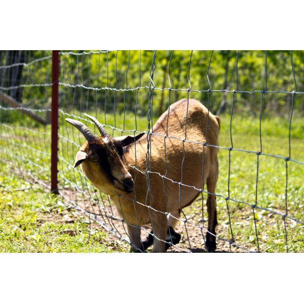 Galvanized Wire Mesh Garden 8 ft metal tube farm field fence gate