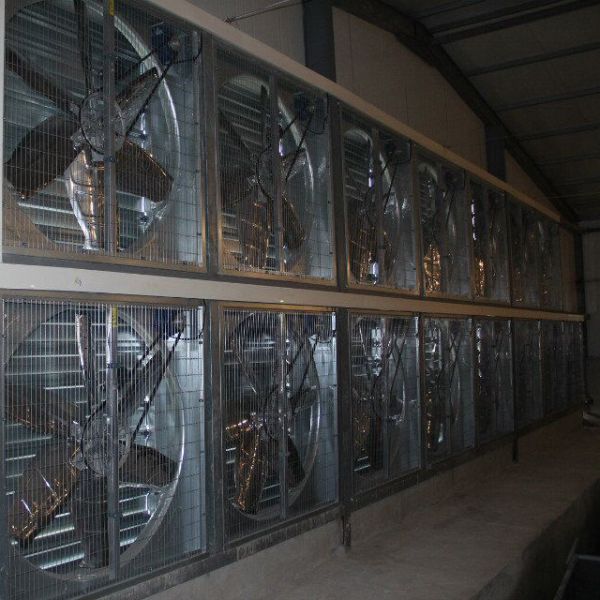128 Birds Poultry Battery Cage With Auto Egg Collector