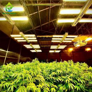 Cheap Auto Light Deprivation Greenhouse 30ft*100ft Backyard Greenhouse For Vegetables wholesale