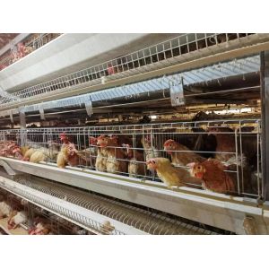Cheap 120 Chicken Capacity Battery Cage System In Poultry Farm wholesale