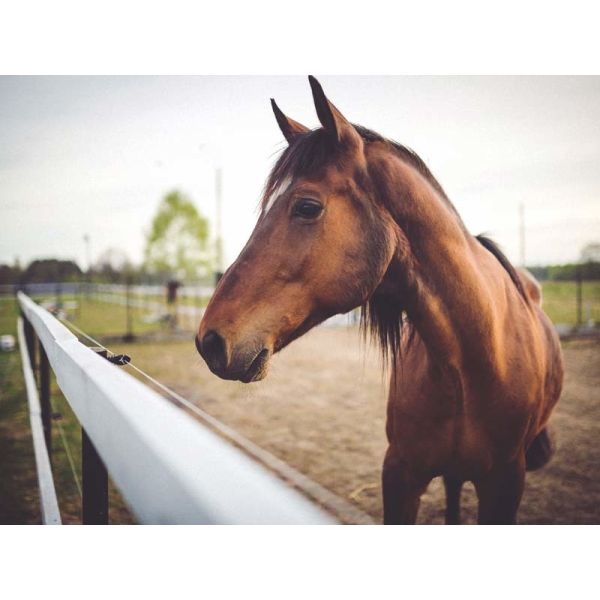 20 Portable Horse Stall Panels round Yard, Cattle Fences, Corral 14m diameter