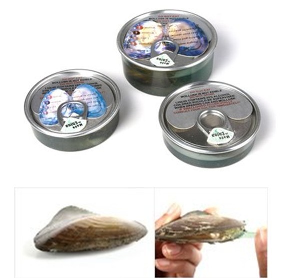 Wholesale Canned Genuine Oyster Shell Pearl In Can Freshwater Pearl Bead