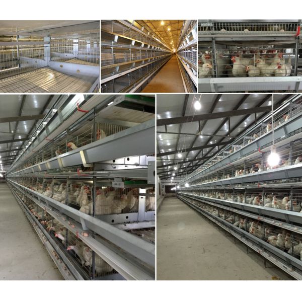 Quick Assembly Steel Structure Poultry House Weather Resistant Metal Poultry Shed