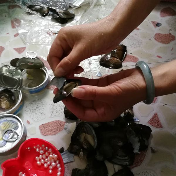 Wholesale Canned Genuine Oyster Shell Pearl In Can Freshwater Pearl Bead