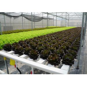 High Density Flat Commercial Nft Hydroponic Systems Nutrient Film Technique