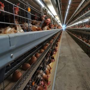 China Poultry Farm Equipment H Frame Egg Chicken Layer Cage on sale