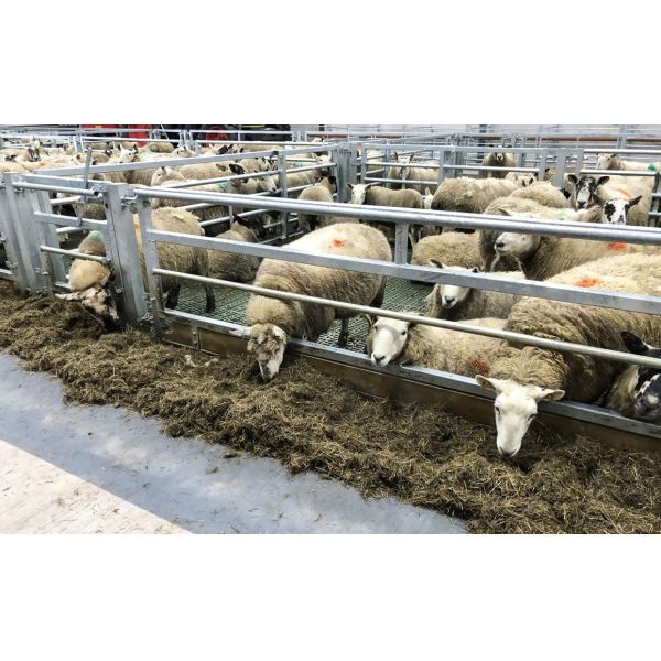 Aluminum Alloy Window Prefab Steel Construction Agricultural Building for Cattle Barn