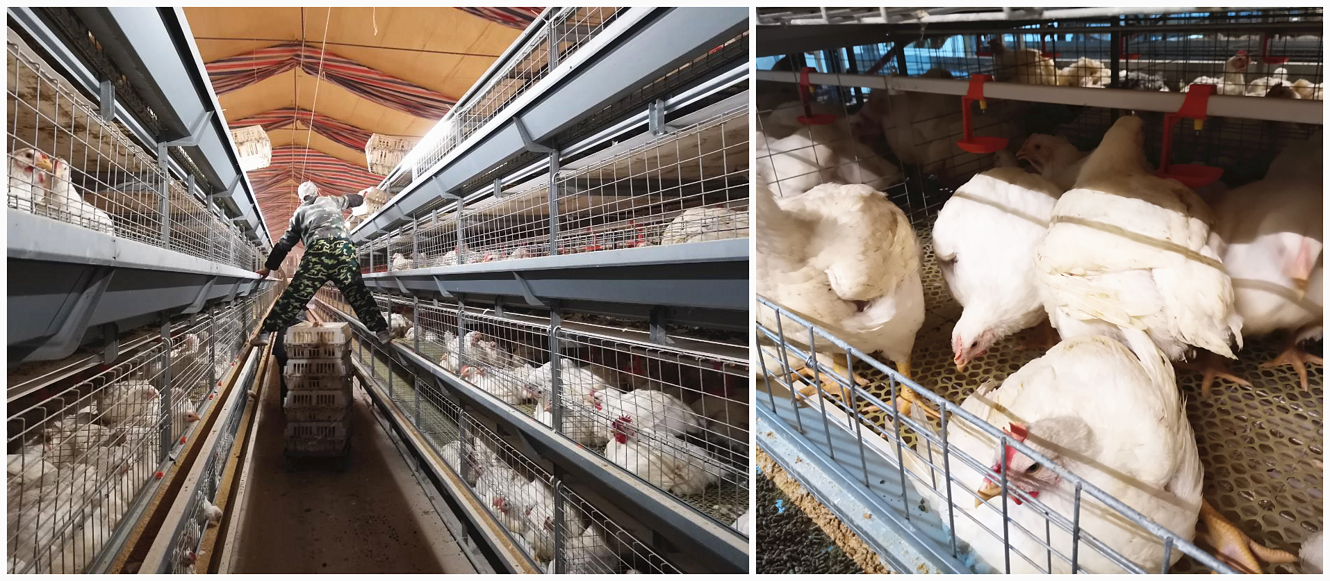 4 Floors Battery Chicken Cage Equipment